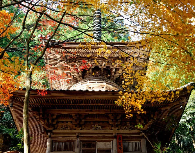 紅葉に囲まれた温泉寺の多宝塔