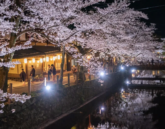 大谿川沿いの夜桜